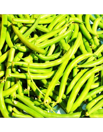 Green Bean, Stringless, Provider, Bush Bean, Organic - [ SEED2GO.CA] - V-GLPV - Bush Beans