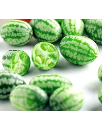Sandia De Raton Sour Gherkin Cucumber, Mouse Melon, South American - [ Seed2Go.ca ] - [Seed Packets] - Cucumber - 