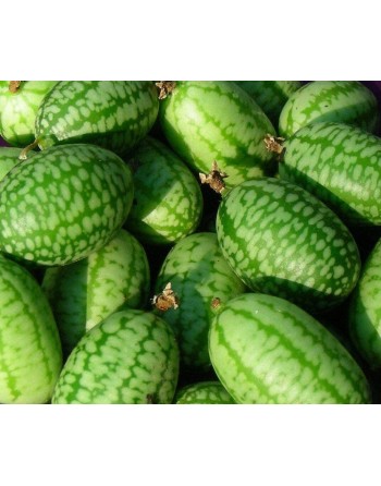 Sandia De Raton Sour Gherkin Cucumber, Mouse Melon, South American - [ Seed2Go.ca ] - [Seed Packets] - Cucumber - 