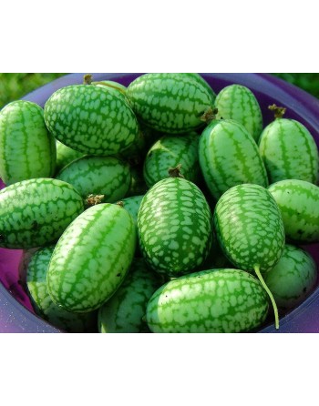 Sandia De Raton Sour Gherkin Cucumber, Mouse Melon, South American - [ Seed2Go.ca ] - [Seed Packets] - Cucumber - 