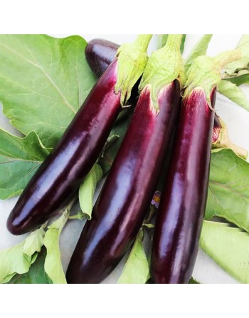 Aubergine Long Purple Italian Eggplant, Berenjena, Violetta Lunga 2 - [ Shop Canadian Seeds Online ]  - Eggplant - 