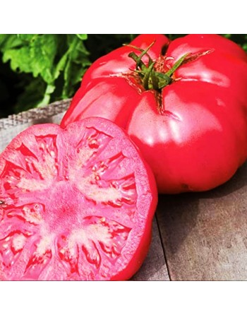 Beefsteak Tomato, Beef Tomato Seeds - [ Seed2Go.ca ] - [Seed Packets] - Tomato Seeds - 