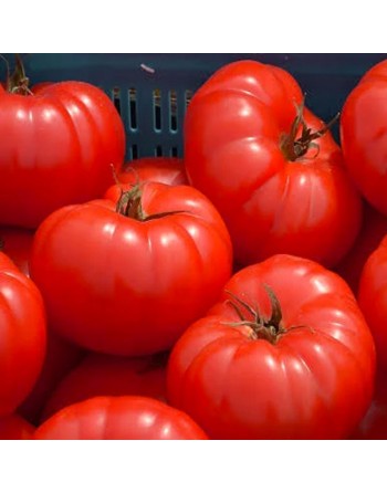 Beefsteak Tomato, Beef Tomato Seeds - [ Seed2Go.ca ] - [Seed Packets] - Tomato Seeds - 