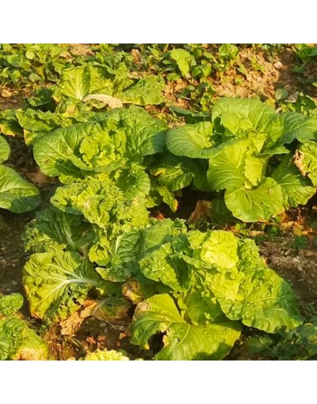 Parris Island Romaine Seeds, Cos Lettuce, Romaine Lettuce Seeds - [ Shop Canadian Seeds Online ]  - Lettuce - 