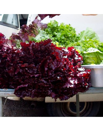 Super Red Lettuce, Latuca Sativa, Loosehead Lettuce - [ Seed2Go - Canada ] - VG-VRL - Lettuce