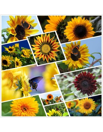 Autumn Beauty Mix Sunflowers - [ Shop Canadian Seeds Online ]  - Flower Seed - 