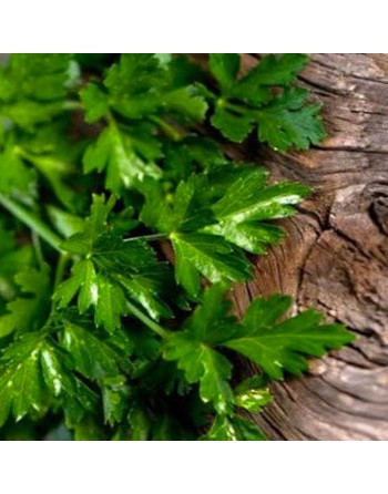 Italian Giant Parsley Seeds, Gigante Di Napoli Italia, Large Leaf Herb - [ Seed2Go.ca ] - [Seed Packets] - Herb Seeds - 