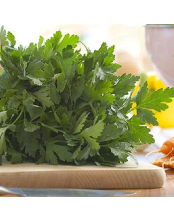 Italian Giant Parsley Seeds, Gigante Di Napoli Italia, Large Leaf Herb - [ Seed2Go.ca ] - [Seed Packets] - Herb Seeds - 