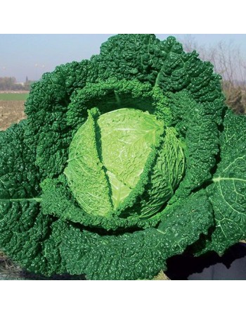 Cavolo Verza Savoy Cabbage, D'Asti San Martino, Milan - [ Garden Seeds, Seed2Go.ca] - V-DSM - Cabbage
