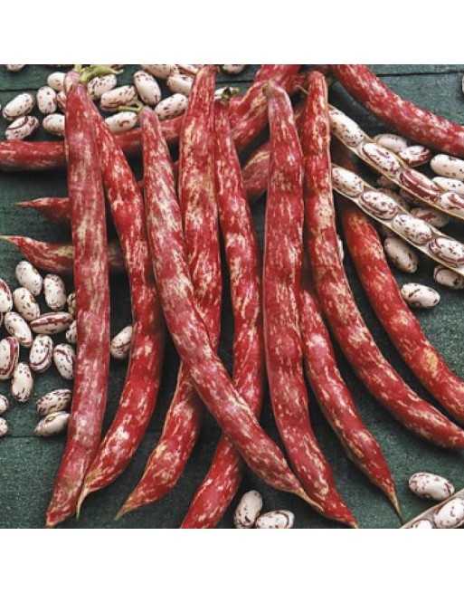 Drawf French Bush Bean Tongue of Fire Borlotto Lingua Di Fuoco Nano, Nano Da Sgnanare - [ Garden Seeds, Seed2Go.ca] - V-BORLOTTO