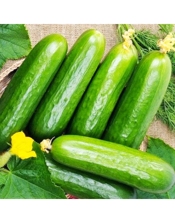 Marketer AAS Winner, Cucumber, Pickling When Small - [ Seed2Go - Canada ] - V-CM - Cucumber