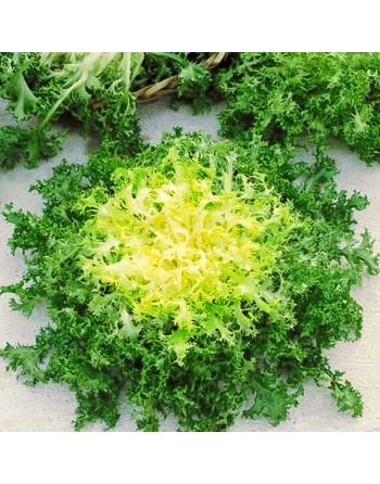 Green Curled Ruffec, Scarola, Endive - [ Seed2Go.ca ] - [Seed Packets] - Endive - 