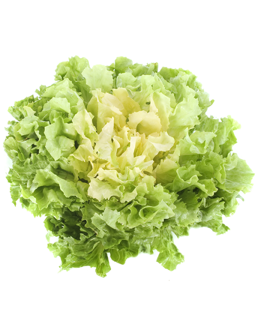 Broad-Leaved Batavian Endive, Full Heart Escarole - [ Seed2Go.ca ] - [Seed Packets] - Endive -