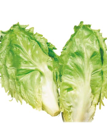 Endive Escarole, Indivia Scarola Cornetto Di Bordeaux, French - [ Garden Seeds, Seed2Go.ca] - V-ECB - Chicory Endive & Escarole
