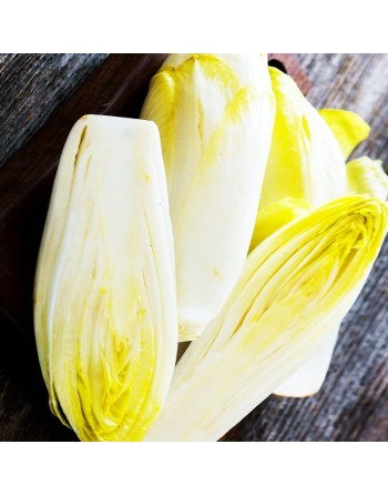 French & Belgian Witloof Chicory, Endive Chicory, Witloof di Bruxelles Seeds - [ Seed2Go.ca ] - [Seed Packets] - Endive - 