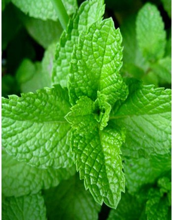 Spearmint Mint, European & Asia Herb, Mint Herb Seeds - [ Seed2Go.ca ] - [Seed Packets] - Mint - 
