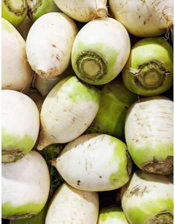 Korean Radish, Green Top F1, Green Shoulder Radish Seeds - [ Seed2Go.ca ] - [Seed Packets] - Radish - 