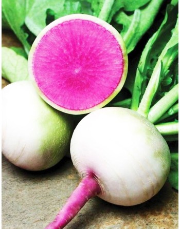Chinese Radish Seeds, Mantanghong Beauty Heart Radish - [ Shop Canadian Seeds Online ]  - Radish - 