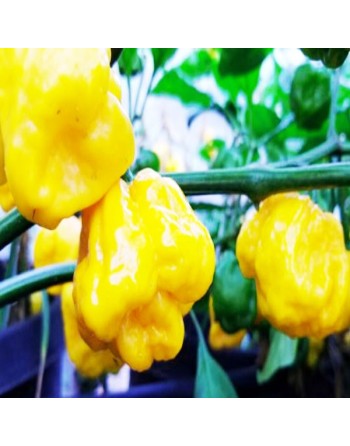 Yellow Scotch Bonnet Pepper, Extra Super Hot, Martinique Pepper, Jamaican Hot, Bahama Mama, Pepper Seeds - [ Seed2Go.ca ] - [See