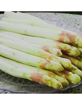 'Early Argenteuil' Asparagus Seeds, Precoce D'Argentuil - [ Seed2Go.ca ] - [Seed Packets] - Asparagus - 