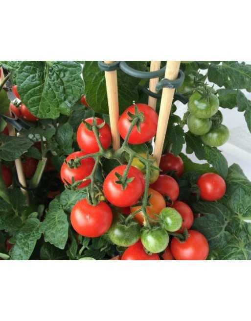 INTELLIGROW Plant Support Accessory, Kit, Indoor Growers, Wood & Ties - [ Garden Seeds, Seed2Go.ca] - S2G-AR1/2-PSKIT - Indoor G