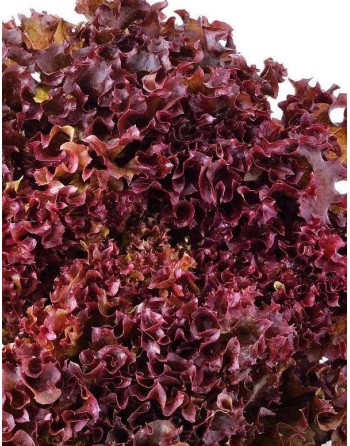 Super Red Lettuce, Latuca Sativa, Loosehead Lettuce - [ Seed2Go - Canada ] - VG-VRL - Lettuce