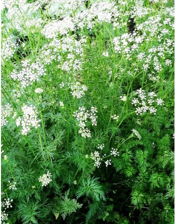 Roman Coriander Cumin, Black Cumin, Nutmeg Flower, Cumin Seeds - [ Seed2Go.ca ] - [Seed Packets] - Cumin - 