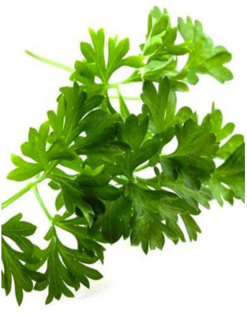 Italian Giant Parsley Seeds, Gigante Di Napoli Italia, Large Leaf Herb - [ Seed2Go.ca ] - [Seed Packets] - Herb Seeds - 