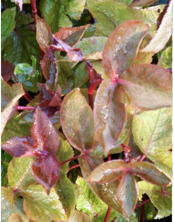 Japanese Parsley Seeds, Mitsuba East Asian Wild Parsley, San Ye Qin - [ Seed2Go.ca ] - [Seed Packets] - Parsley - 