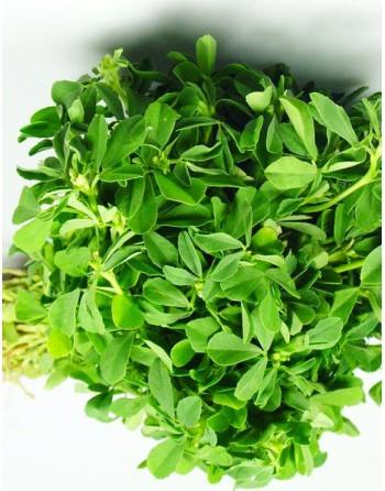 Fenugreek, Kasuri Samudra, Methi, Fenugreek Seeds, Herbs - [ Seed2Go.ca ] - [Seed Packets] - Herb Seeds - 