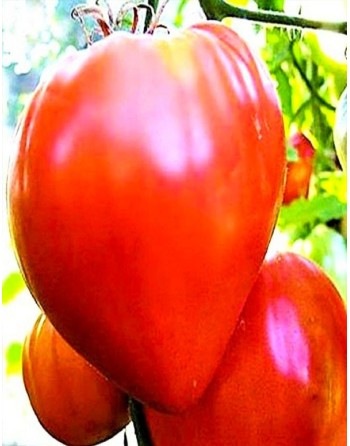 Oxheart Tomato, Cuor Di Bue, Heart of Beef Tomato Seeds - [ Seed2Go.ca ] - [Seed Packets] - Tomato Seeds - 