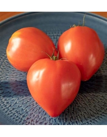 Oxheart Tomato, Cuor Di Bue, Heart of Beef Tomato Seeds - [ Seed2Go.ca ] - [Seed Packets] - Tomato Seeds - 