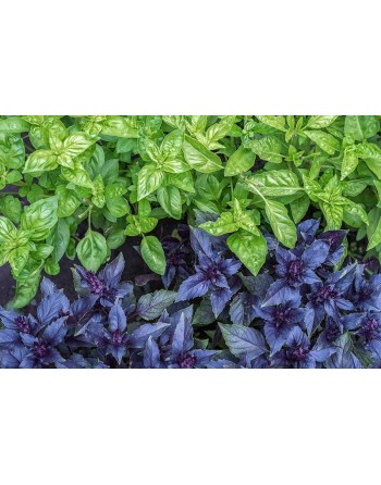 Basil Mix: Spicy Globe, Thai, Liquorice, Purple Opal, Large Leaf, Lemon, Cinnamon, Dwarf, Loose Leaf, Leaf Lettuce, Herb - [ Sho