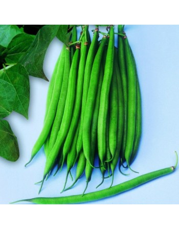 Blue Lake Rampicante Mangiatutto, White Seed, Pole Bean, Stringless - [ Garden Seeds, Seed2Go.ca] - VB-BLRM - Bean/Pea