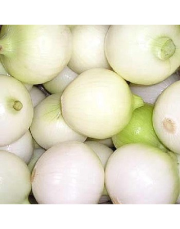 Crystal White Wax 'White Pickling' Onion, White Bermuda Onion Seeds - [ Shop Canadian Seeds Online ]  - Onion - 