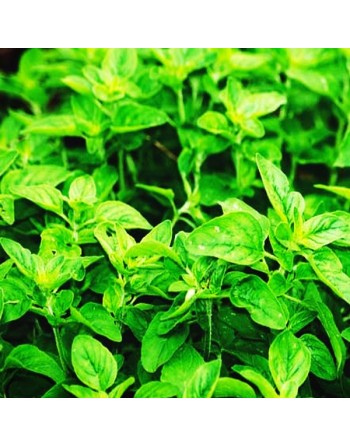 Greek Oregano, Herb Seeds - [ Seed2Go.ca ] - [Seed Packets] - Herb Seeds - 