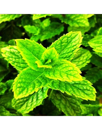 Green Mint Herb, Mentha Spicata, Mojito Mint Herb Seed - [ Seed2Go.ca ] - [Seed Packets] - Mint - 