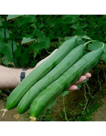 Yard Long Green Cucumber, Lungo Verde Degli Ortolani - [ Garden Seeds, Seed2Go.ca] - V-YLCDO - Cucumber