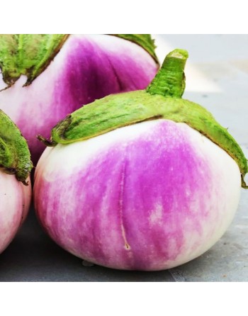 Rotonda Bianca Eggplant Rosa Bianca, Romanesca, Sfumata di Rosa - [ Shop Canadian Seeds Online ]  - Eggplant - 