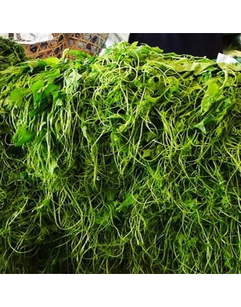 Ipomoea Aquatica Water Spinach L.P.1, Kang Kong, Ong Choy, Swamp Cabbage, River Spinach, Hollow Stem - [ Shop Canadian Seeds Onl