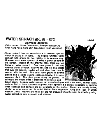 Ipomoea Aquatica Water Spinach L.P.1, Kang Kong, Ong Choy, Swamp Cabbage, River Spinach, Hollow Stem - [ Shop Canadian Seeds Onl