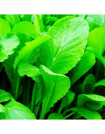 Tendergreen Mustard Spinach, Tender Green, Komatsuna - [ Shop Canadian Seeds Online ]  - Mustard & Greens - 