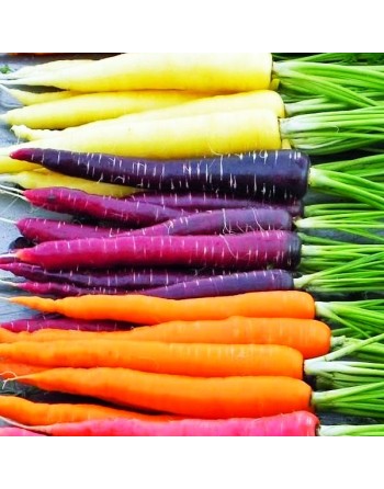 Premium Rainbow Carrots, Mix, Blend of Colored Carrots - [ Shop Canadian Seeds Online ]  - Carrot - 