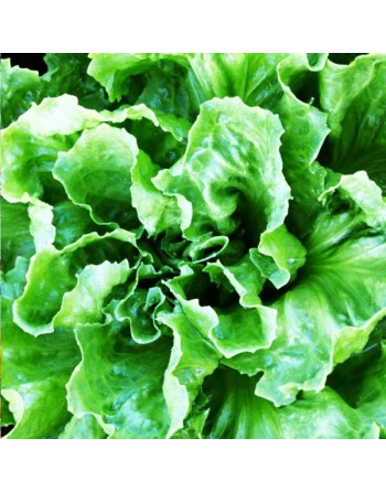 Broad-Leaved Batavian Endive, Full Heart Escarole - [ Seed2Go.ca ] - [Seed Packets] - Endive - 