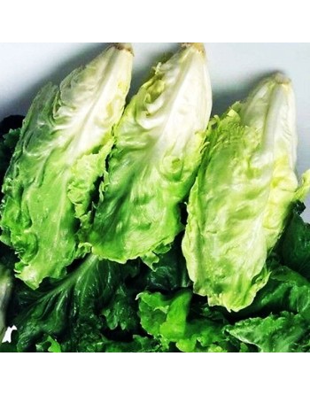 Endive Escarole, Indivia Scarola Cornetto Di Bordeaux, French - [ Garden Seeds, Seed2Go.ca] - V-ECB - Chicory Endive & Escarole