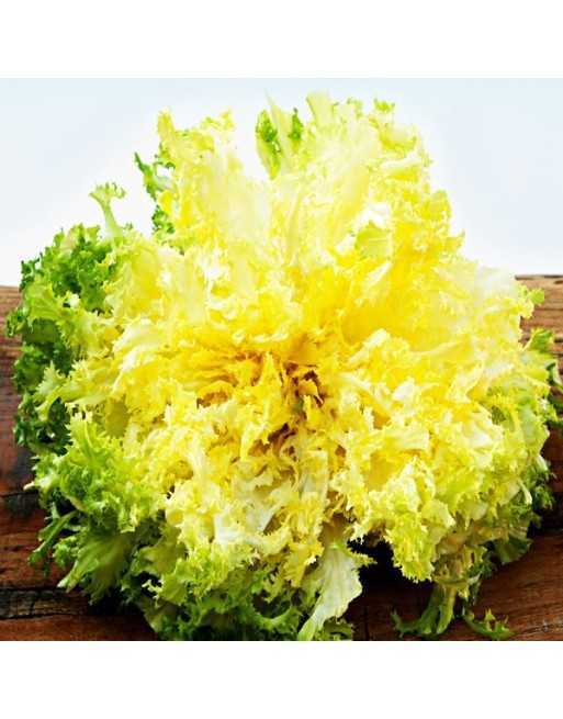 Green Curled Ruffec, Scarola, Endive - [ Seed2Go.ca ] - [Seed Packets] - Endive - 