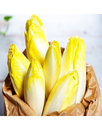 French & Belgian Witloof Chicory, Endive Chicory, Witloof di Bruxelles Seeds - [ Seed2Go.ca ] - [Seed Packets] - Endive - 