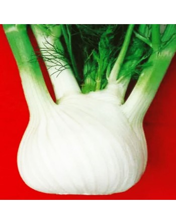 Romanesco Fennel, sel. Vesuvio, Roman Fennel, Florence Fennel, Finocchio Seeds - [ Shop Canadian Seeds Online ]  - Fennel - 