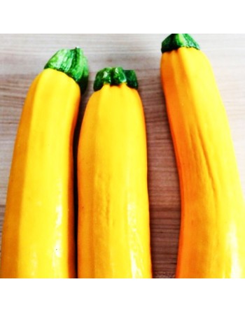 Golden Yellow Zucchini, Summer Squash, Golden Zucchini - [ Shop Canadian Seeds Online ]  - Zucchini - 