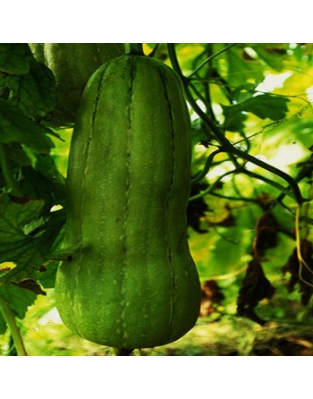 Smooth Luffa Cylindrica, Tri-Leaf Type, Luffa Seeds - [ Seed2Go.ca ] - [Seed Packets] - Okra - 
